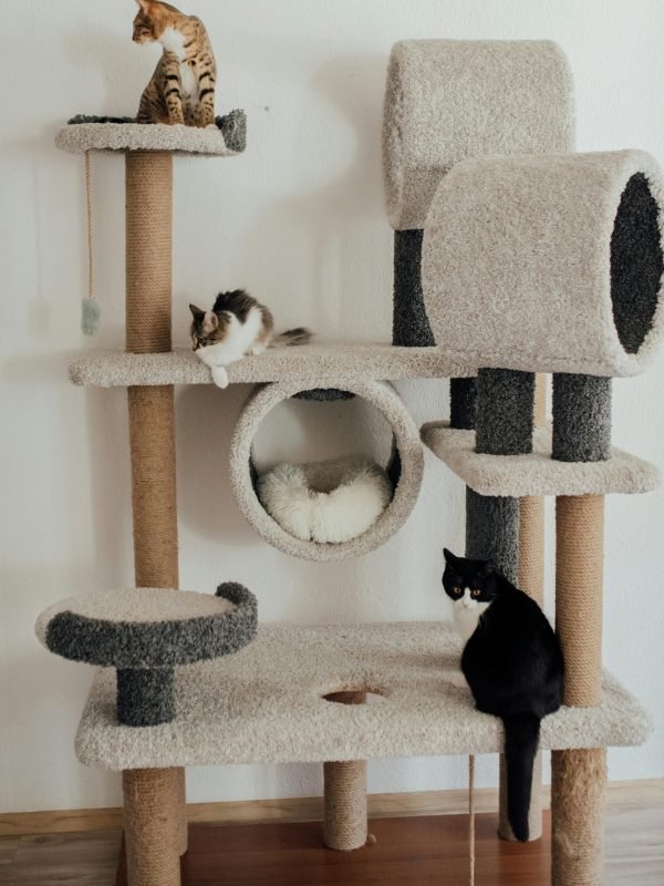 Cats on a multi-level cat tree, representing a variety of pet products for all types of pets.